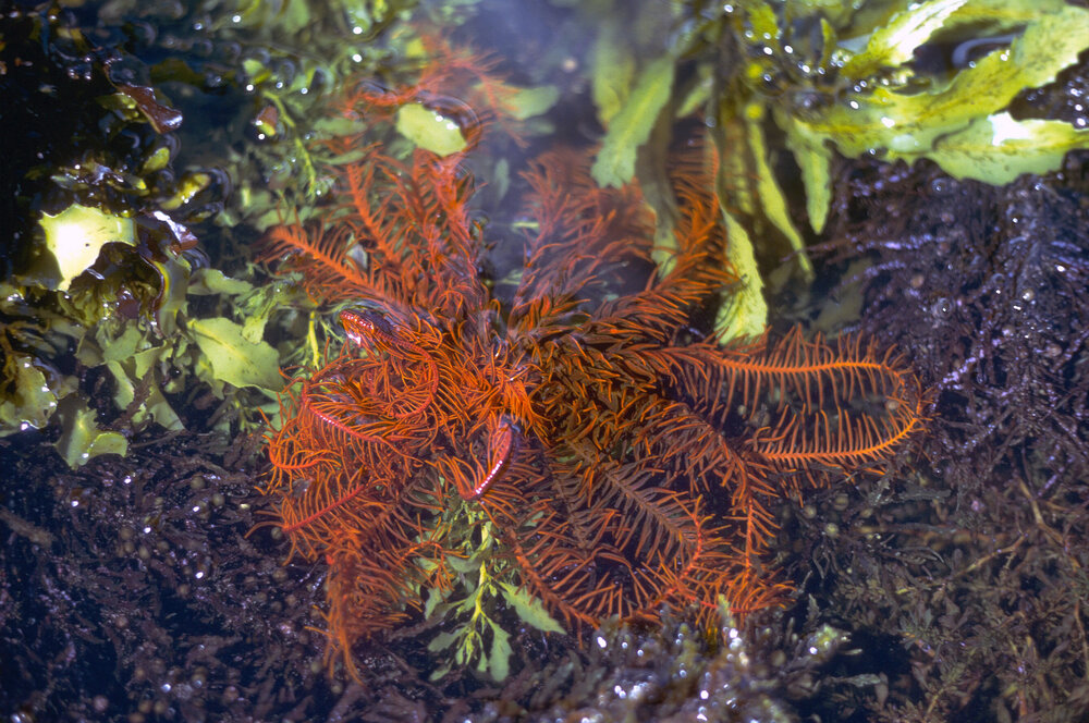 Cenolia trichoptera (Comanthus), Collaroy, 1979