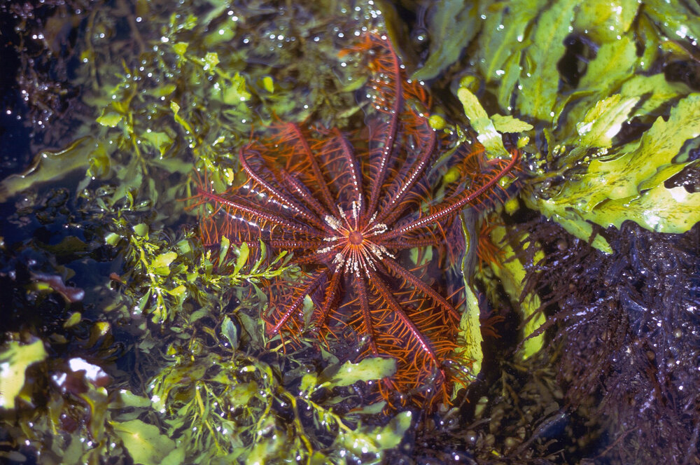 Cenolia trichoptera (Comanthus), Collaroy, 1979