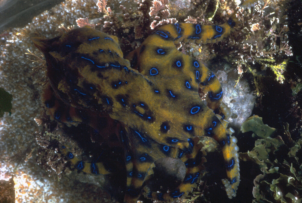 Hapalochlaena fasciata, Collaroy, 1986