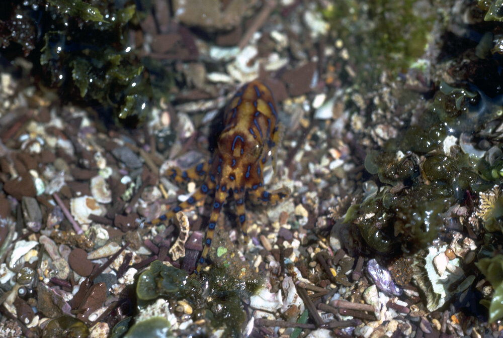 Hapalochlaena fasciata, Collaroy, 1979