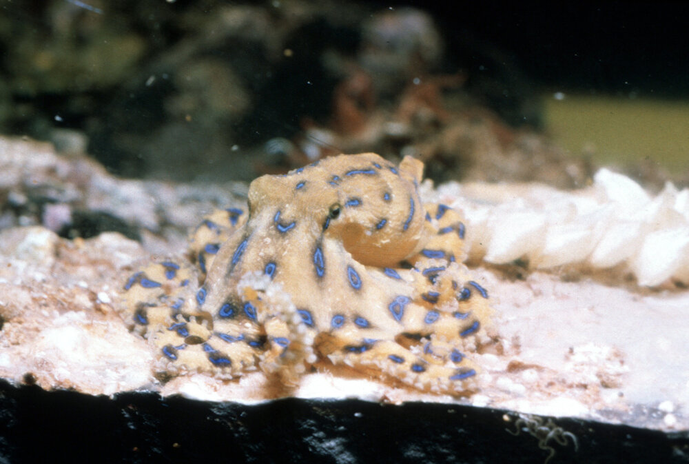 Hapalochlaena fasciata