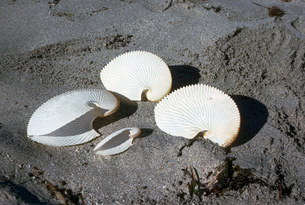 Argonauta egg case, Cape Leuuwin, 1986
