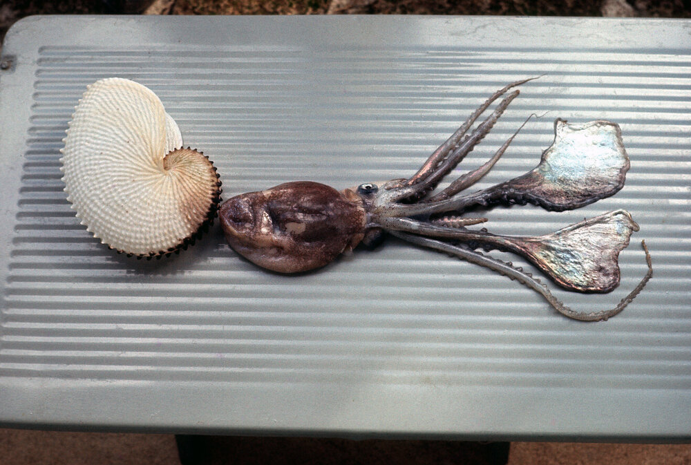 Argonauta
