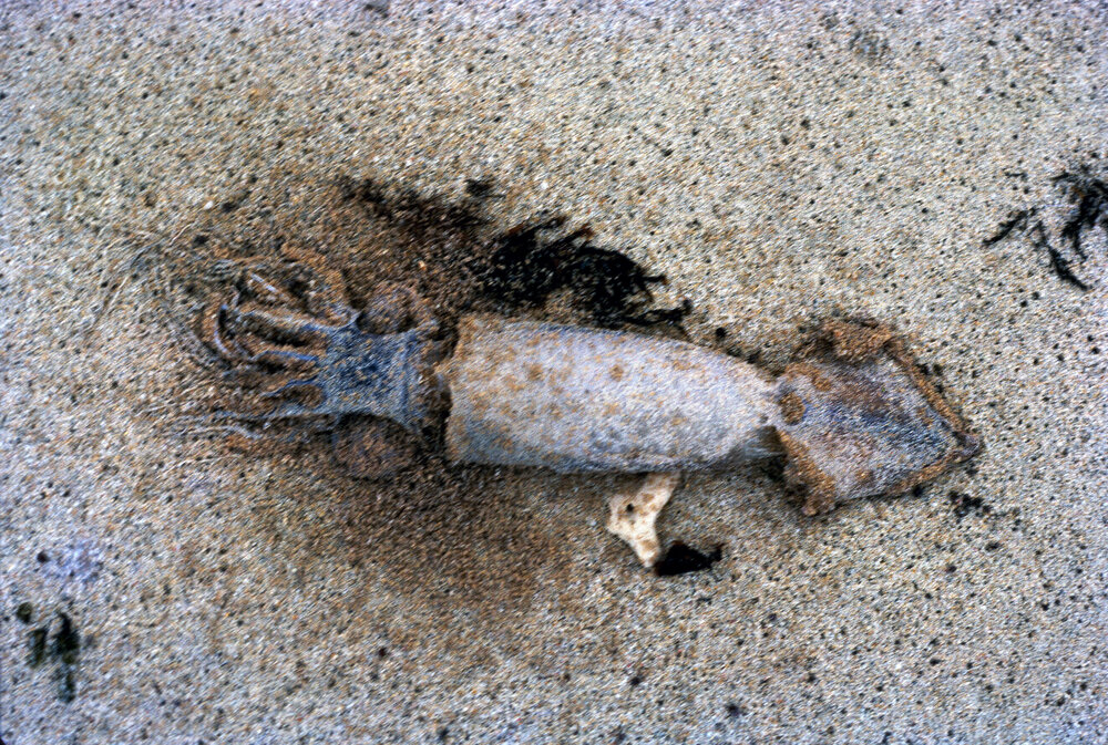Cephalopod on Lagoon Beach