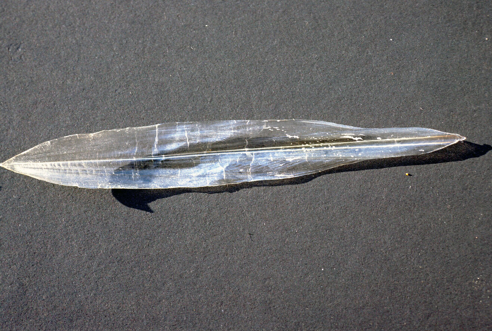 Notodarus gouldi ink pen, Sydney, 1986