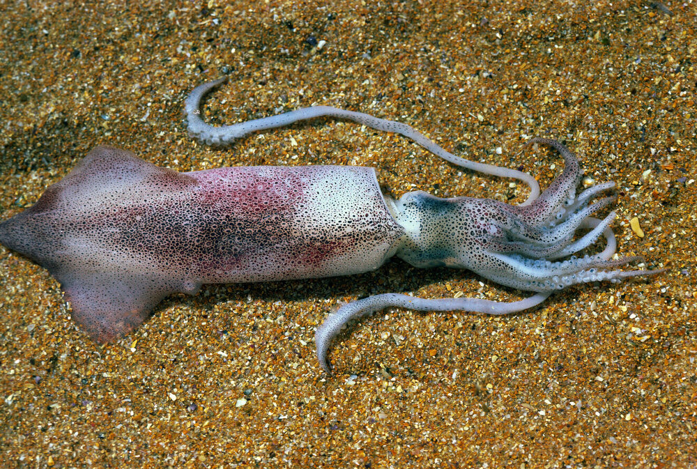 Notodarus gouldi, Sydney, 1986