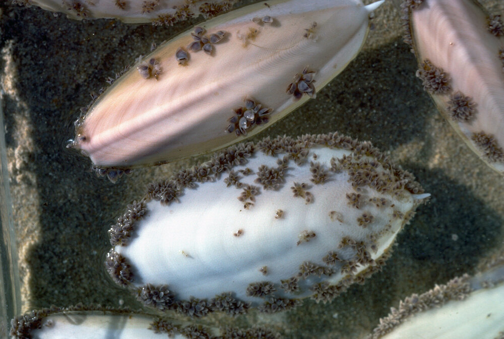 Cuttle Bones and Barnacles, 1979