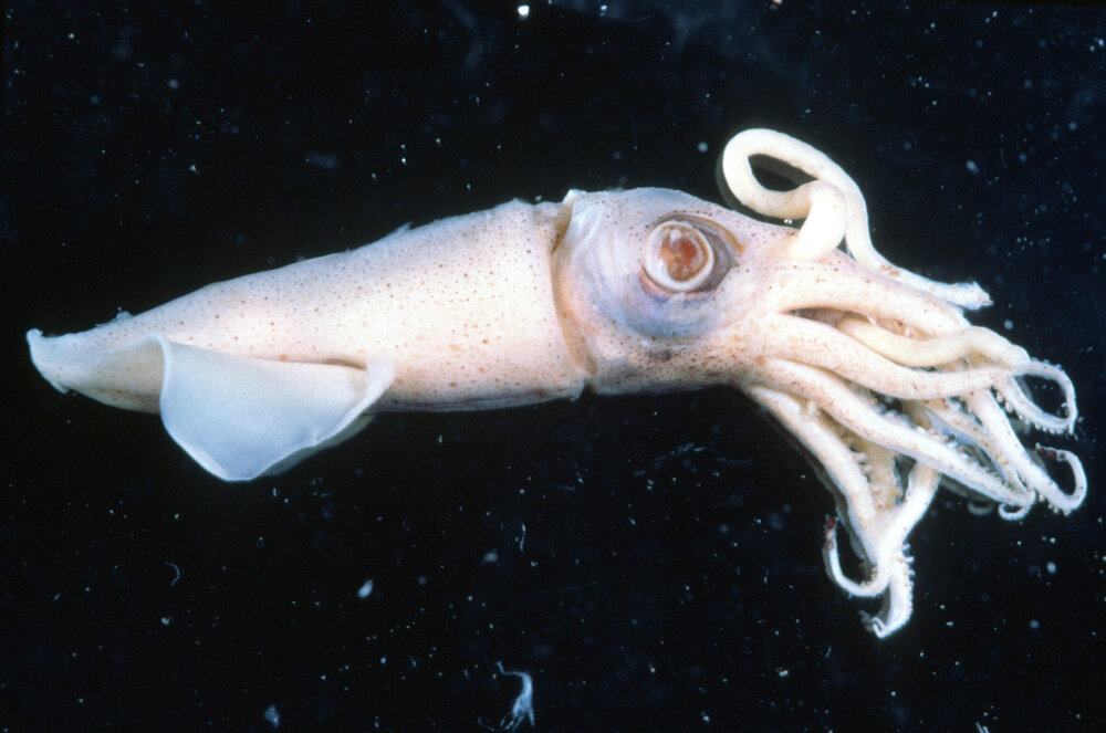 Cuttlefish Adult