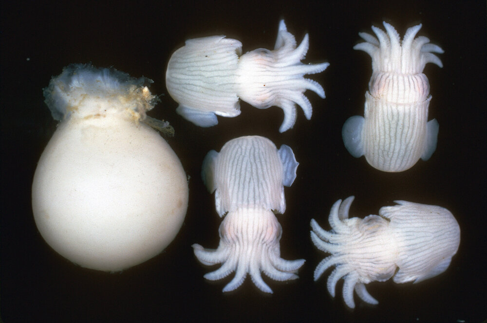 Newly Hatched Dumpling Squid, Port Hacking, 1965