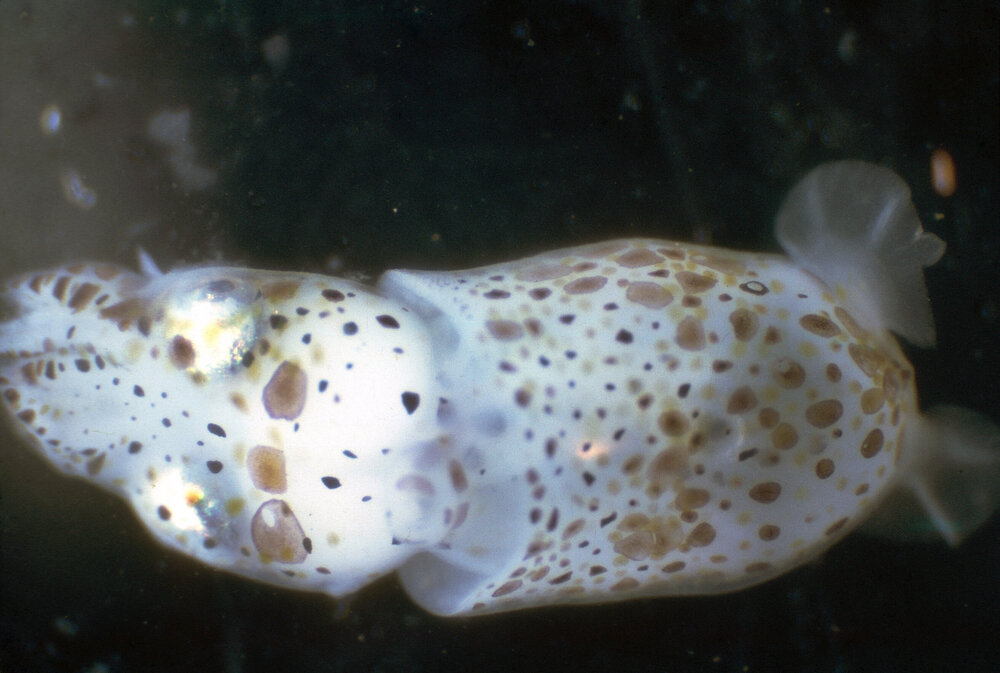 Juvenile Cuttlefish, Georges River, 1967