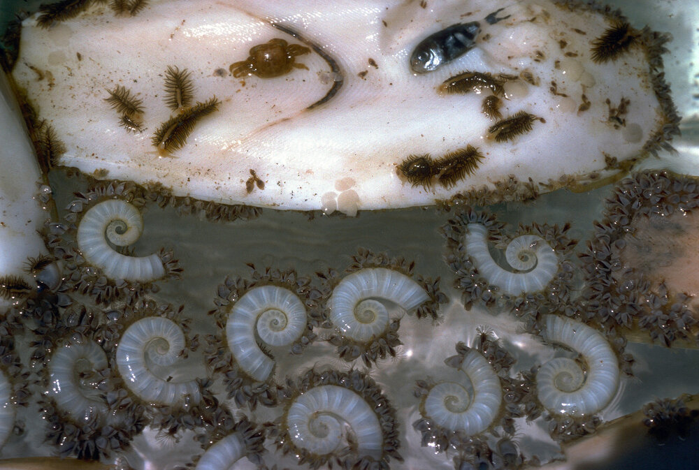 Cuttle bone with Spirula, Newport, 1988