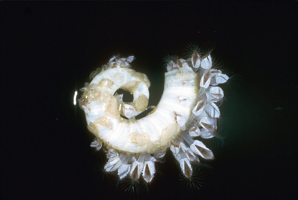 Spirula spirula, Sydney, 1964