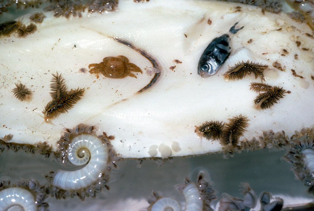 Cuttle bone with Spirula and barnacles, Newport, 1988