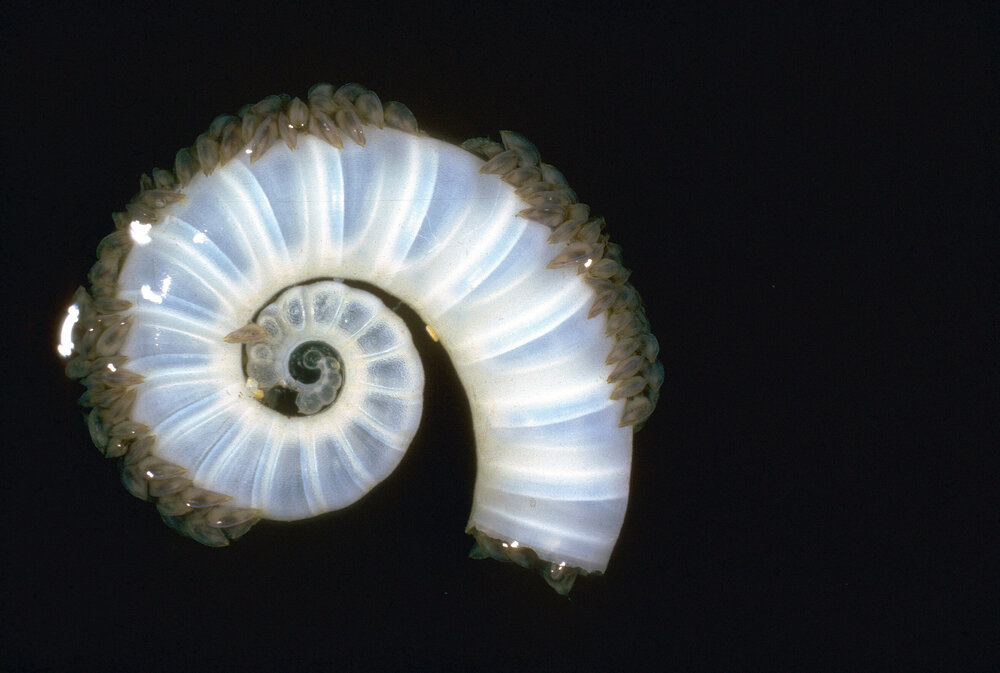 Spirula spirula, Lord Howe Island, 1964