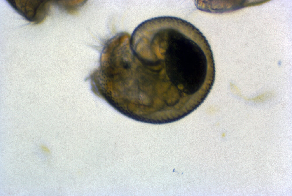 Mollusc Larvae, 1966