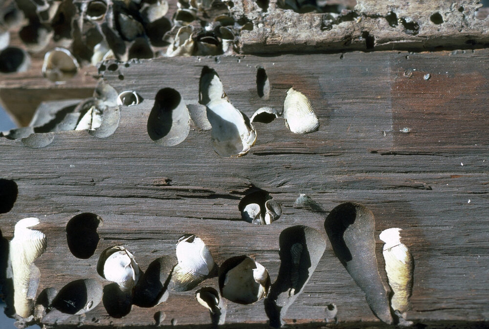 Martesia striata, Brisbane Water, 1986