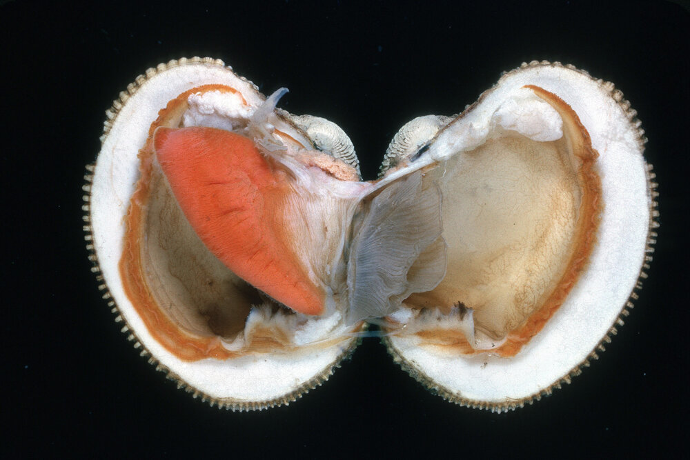 Proxichione materna, Cronulla