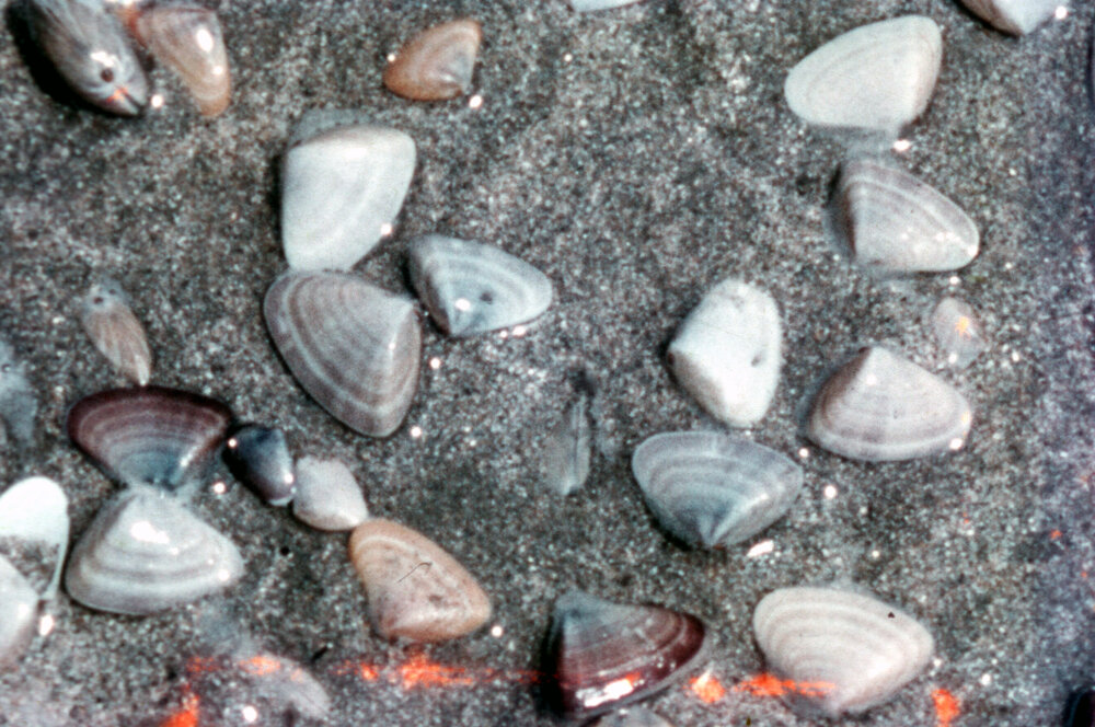 Donax deltoides, Gerroa, 1958