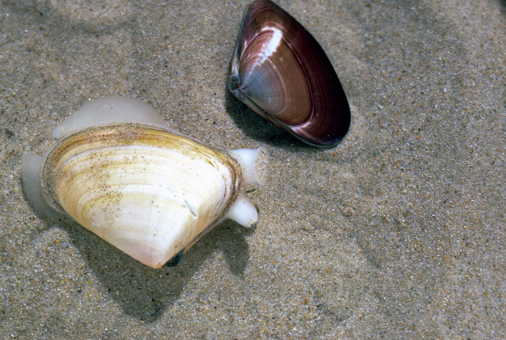 Donax deltoides, Wooli, 1986