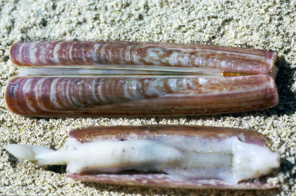 Solen vaginaoides, Kurnell, 1986