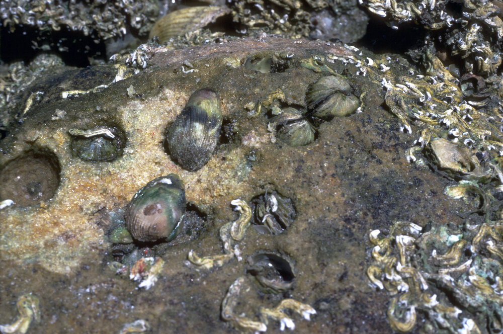 Irus crenatus, Cronulla, 1986