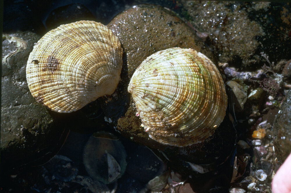 Codakia rugifera, Collaroy, 1986