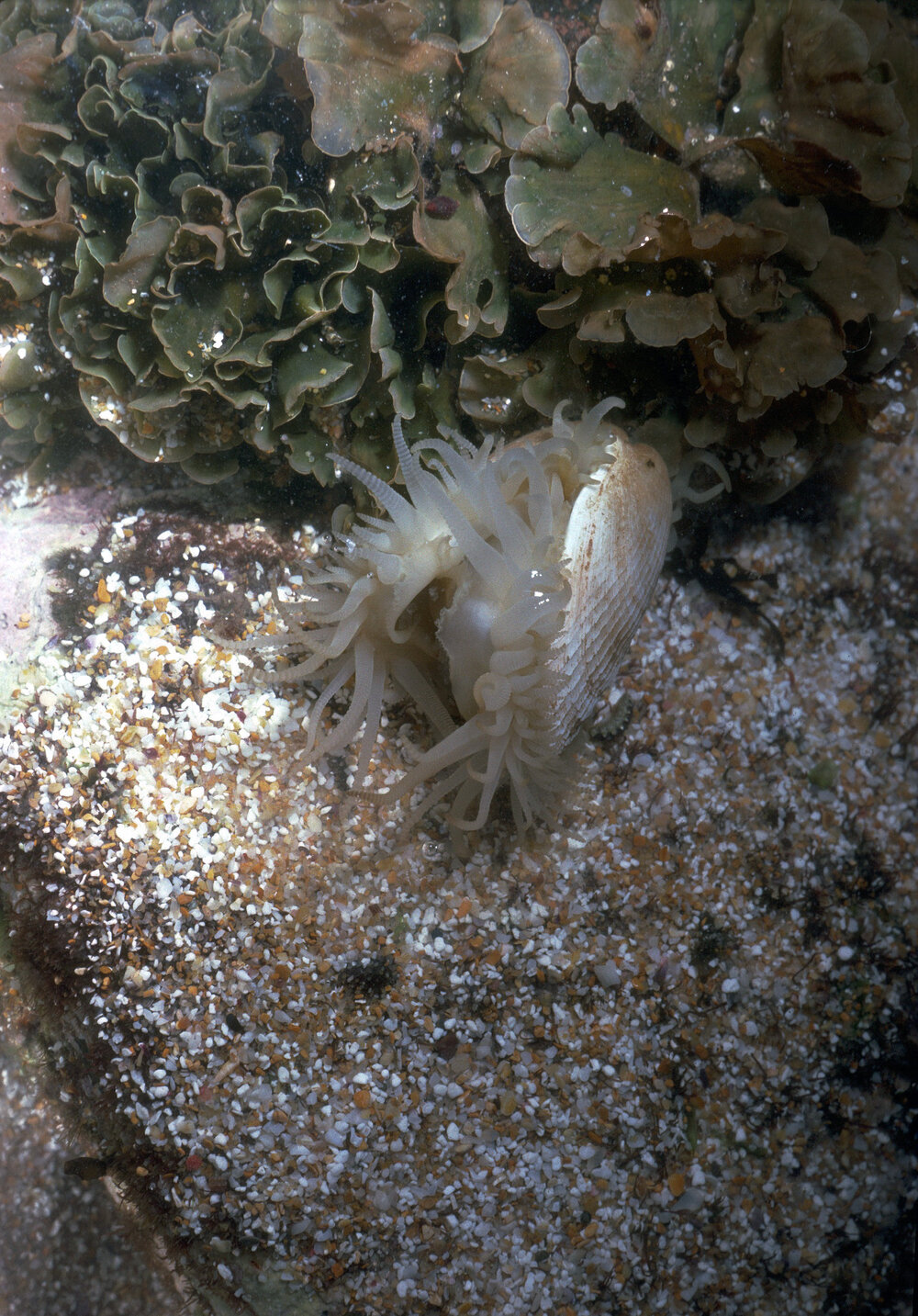 Limatula strangei, Collaroy, 1986