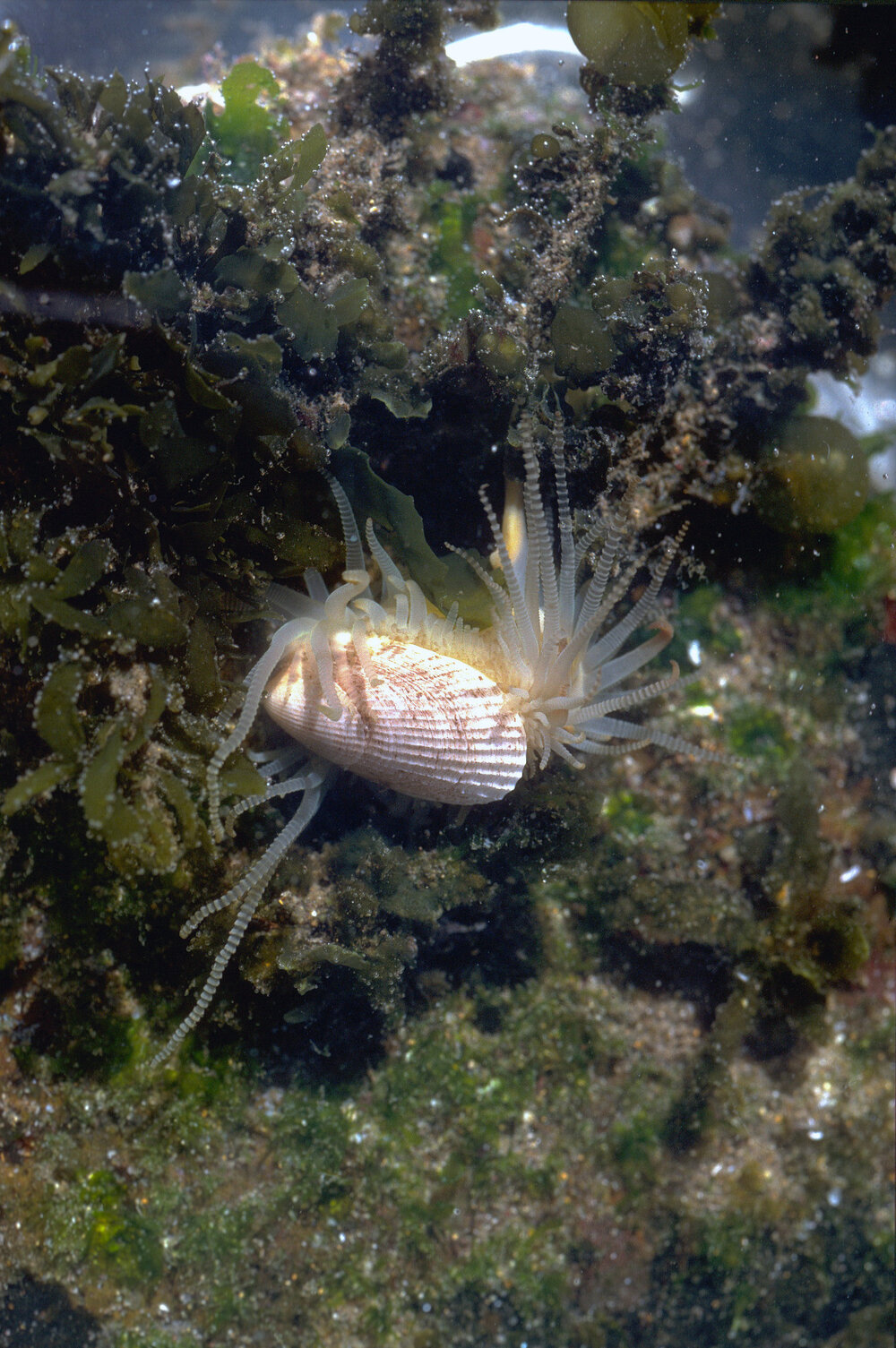 Limatula strangei, Newport, 1986