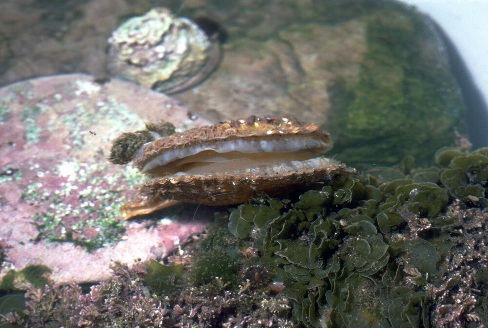 Scaeochlamys livida, Collaroy, 1986