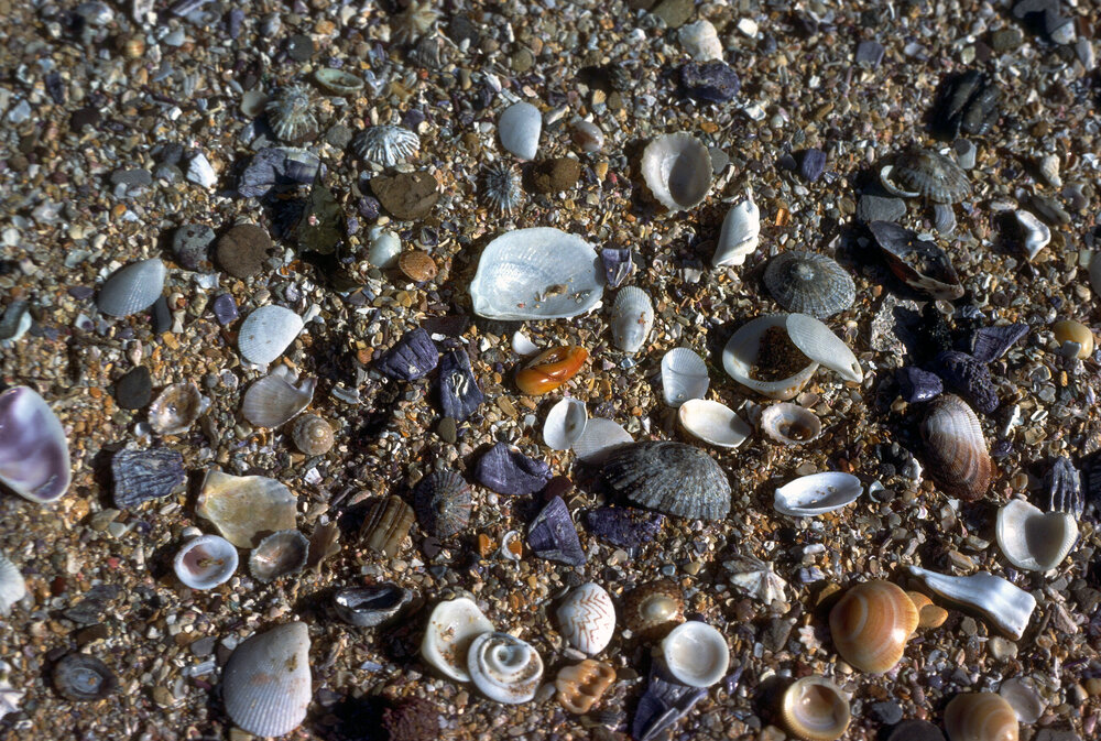 Shells along the Tide Line, Newport, 1978