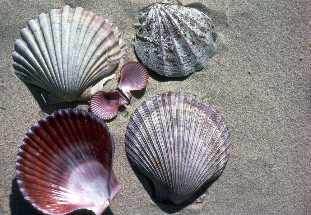 Pecten fumatus, 1986