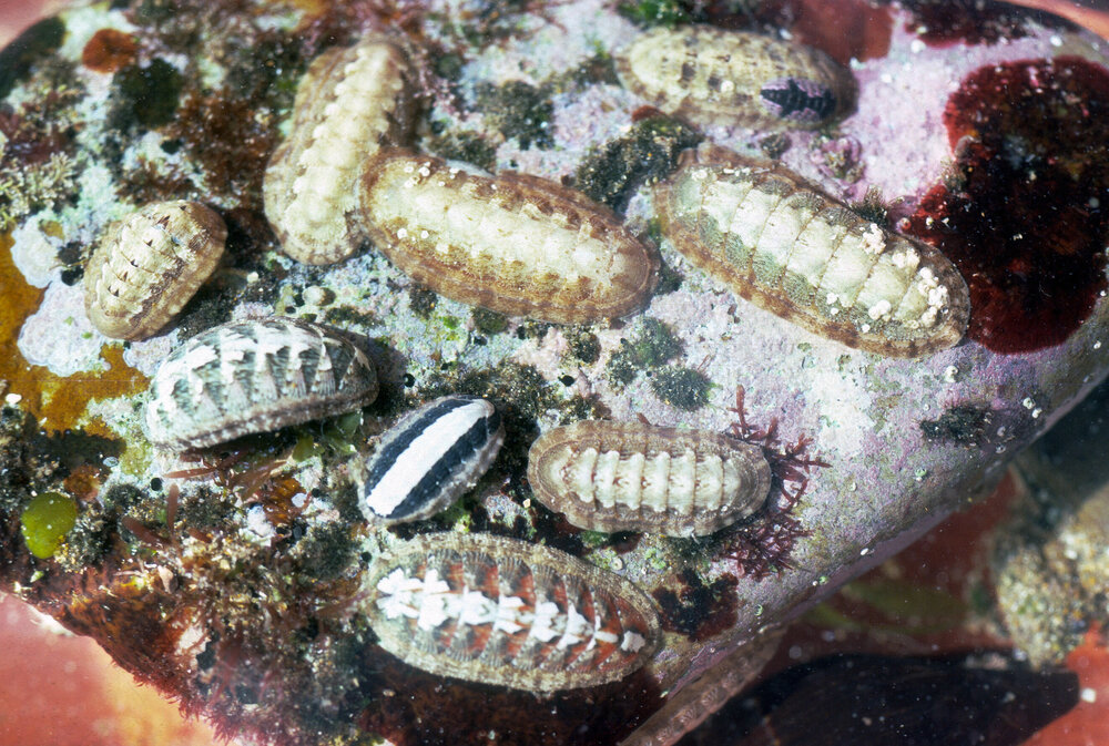 Ischnochiton species, Newport, 1986