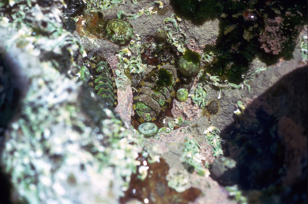 Onithochiton quercinus, Cape Banks