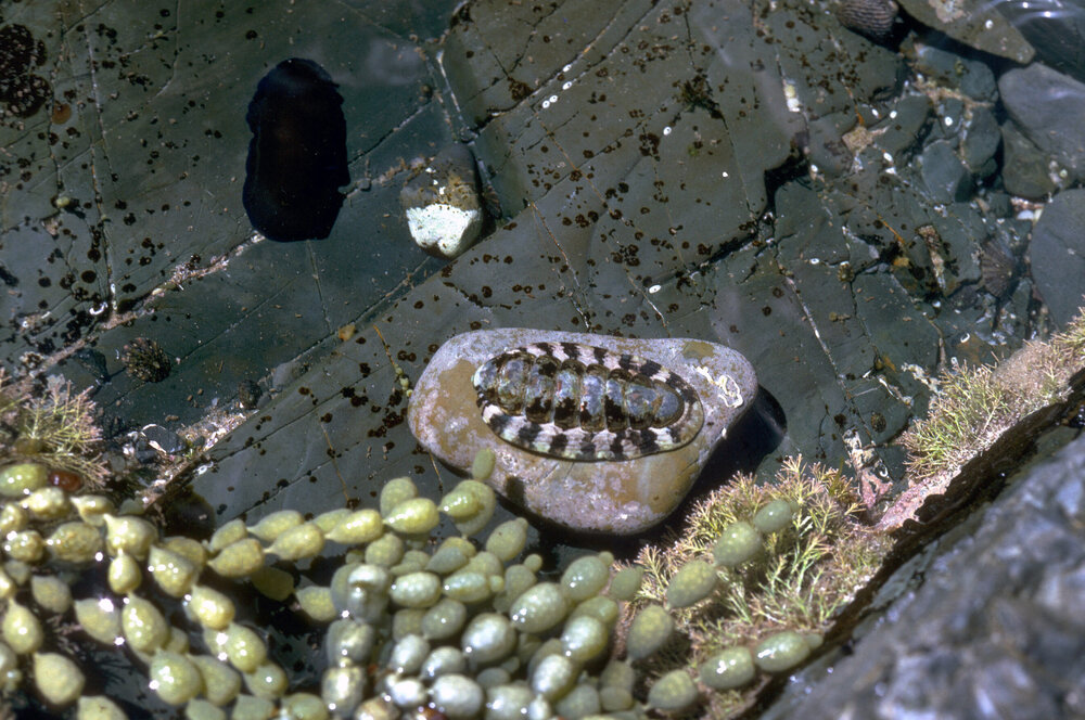 Onithochiton quercinus, Wooli, 1986
