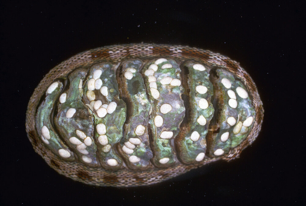 Chiton pelliserpentis, Cape Banks, 1964