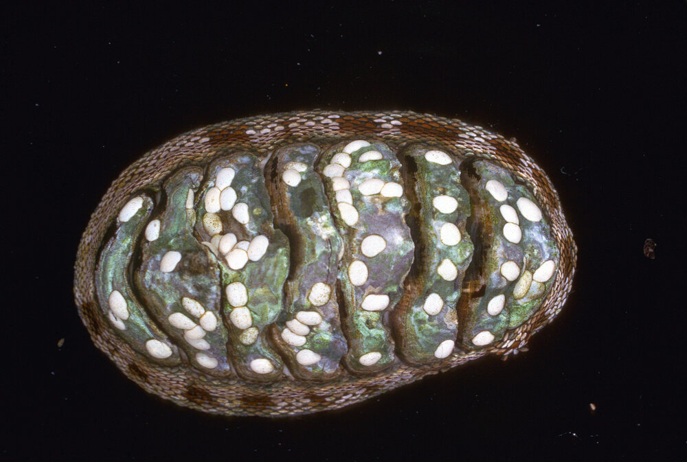 Chiton pelliserpentis, Cape Banks, 1964