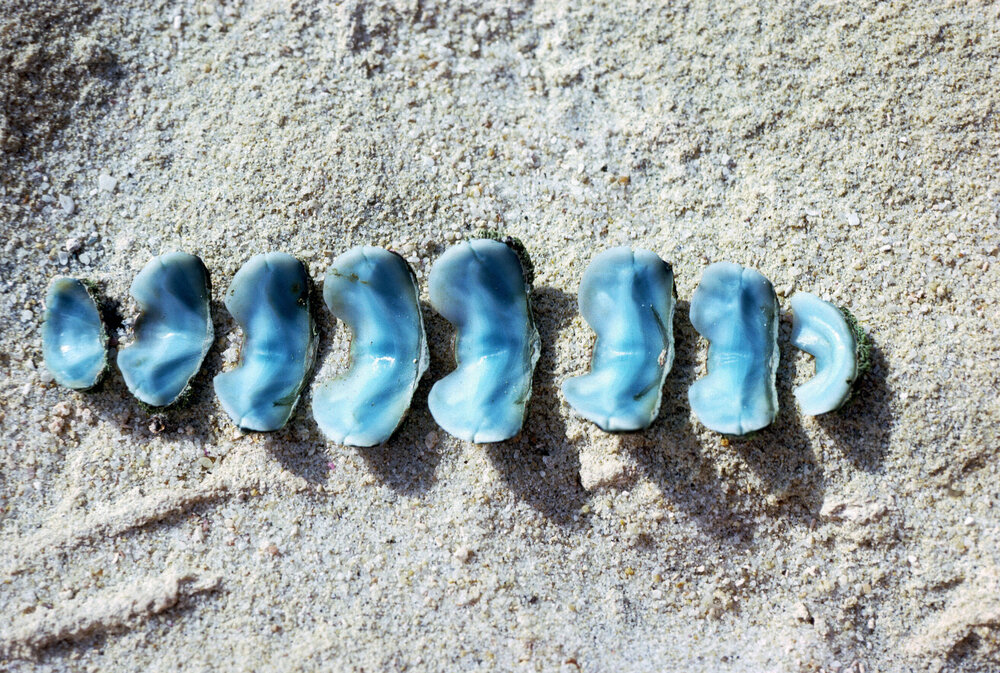 Plaxiphora albida, Cottesloe, 1986