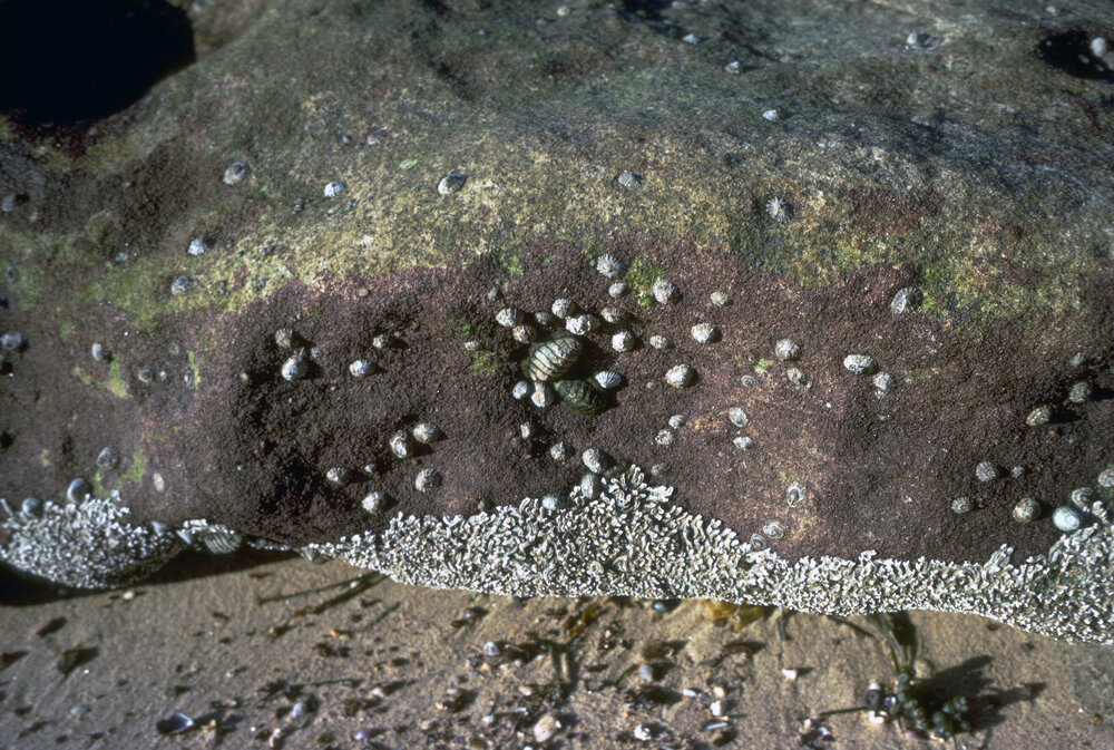 Siphonaria syphorochiton and Galeolaria, La Perouse, 1960