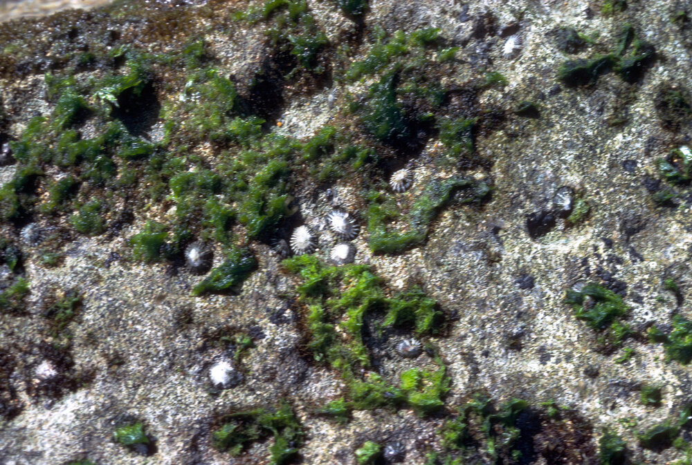 Siphonaria on upper shores, Norfolk Island, 1980