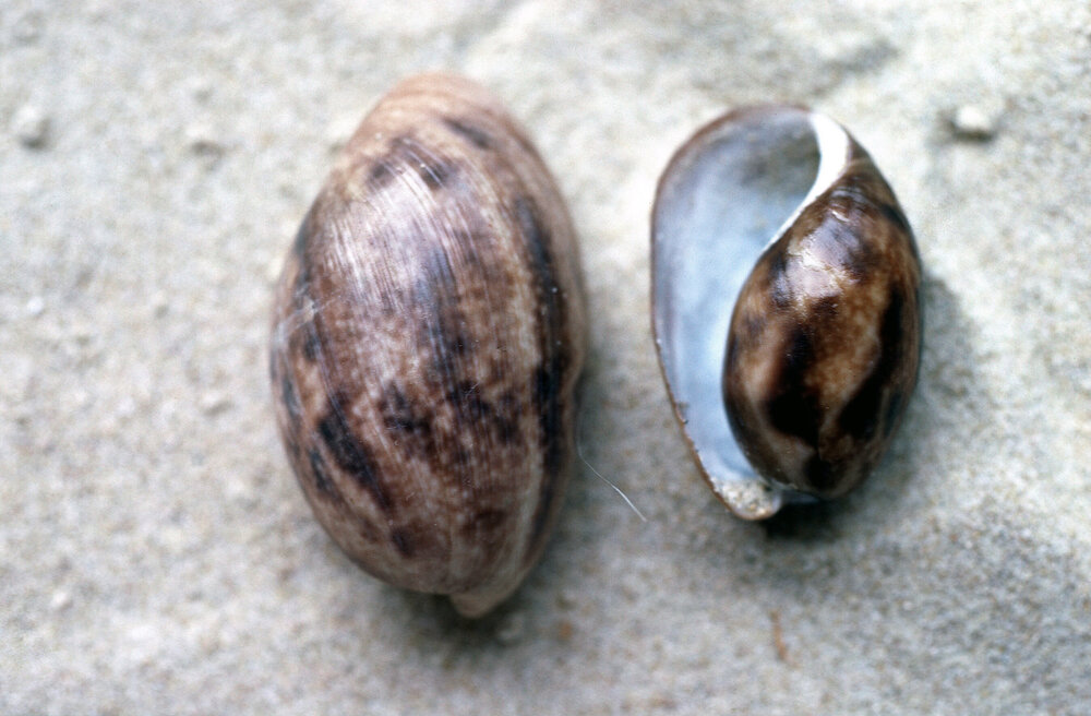 Bulla quoyii