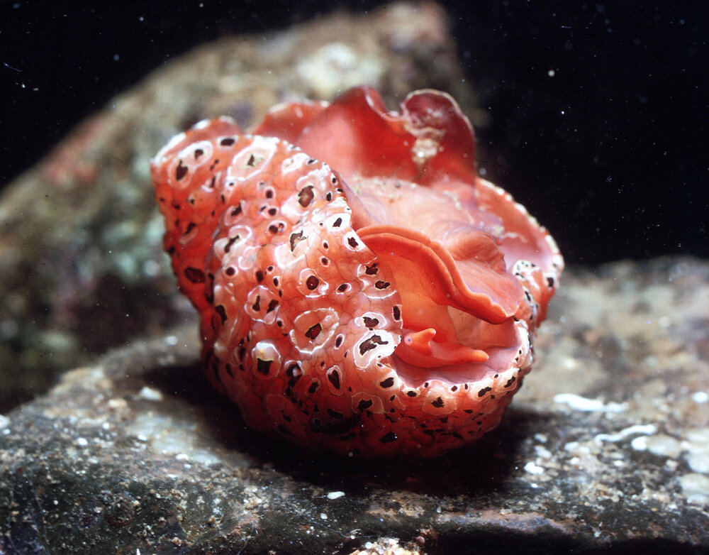 Mysticoncha wilsoni, Cronulla, 1968