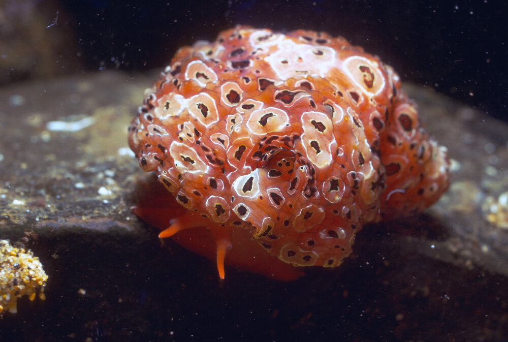 Mysticoncha wilsoni, Cronulla, 1968
