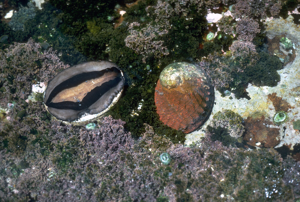 Haliotis rubra, Cape Banks