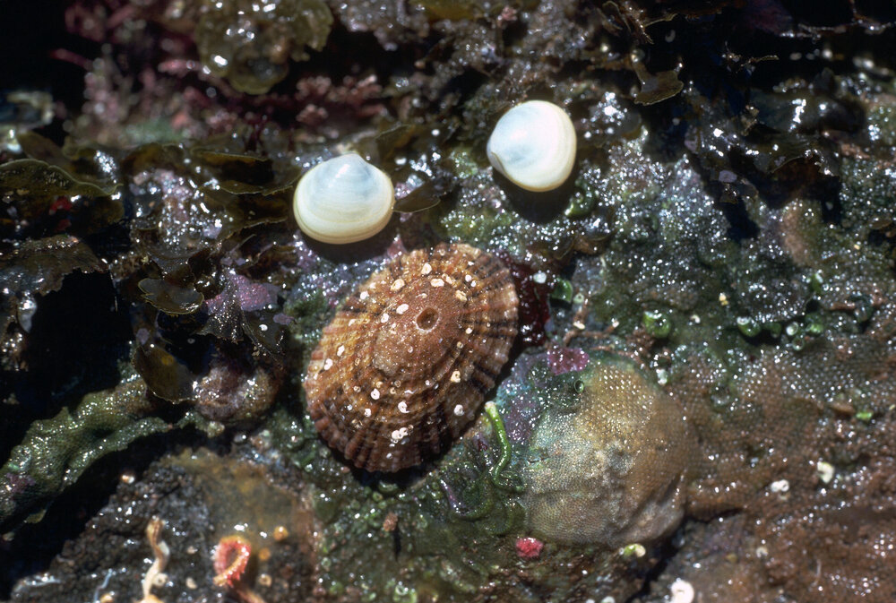 Diodora lineata
