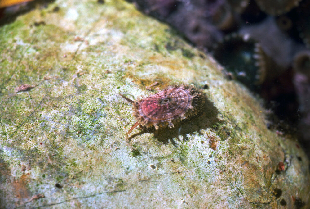 Amblychilepas nigrita, Minnie Water, 1970