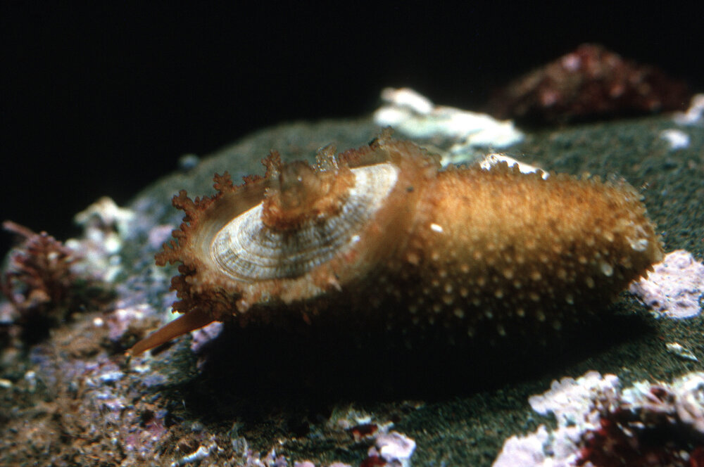Amblychilepas nigrita, Newport