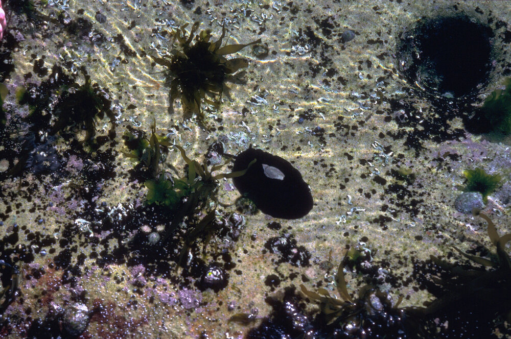 Scutus antipodes