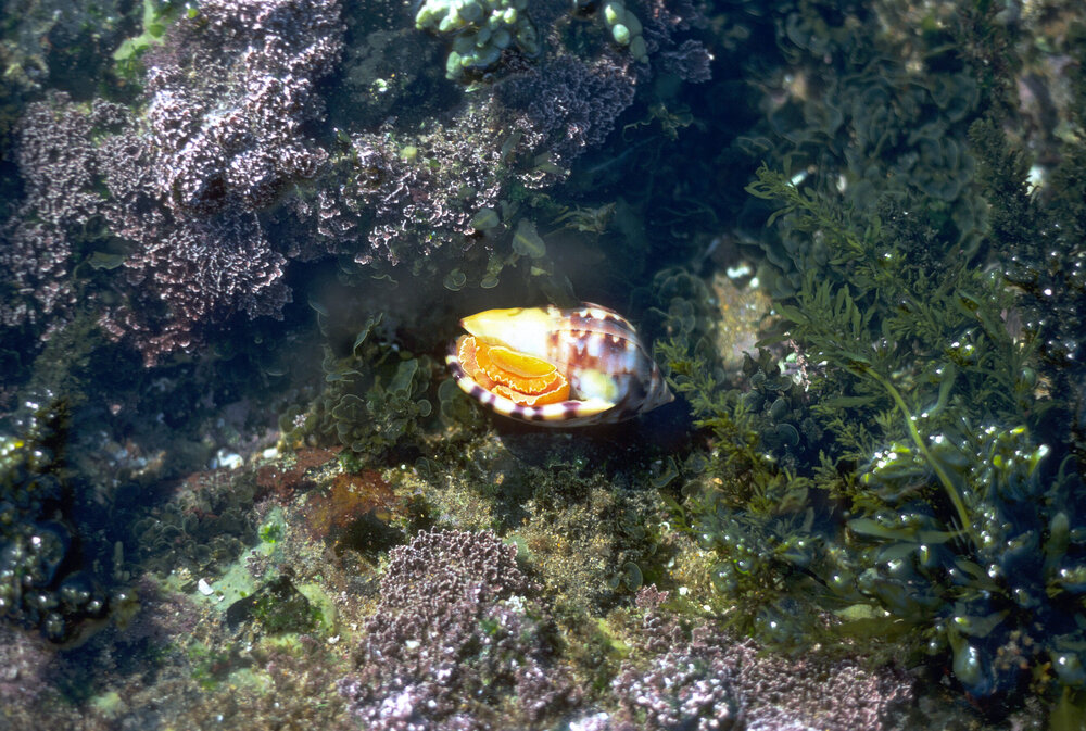 Phalium labiatum, Newport