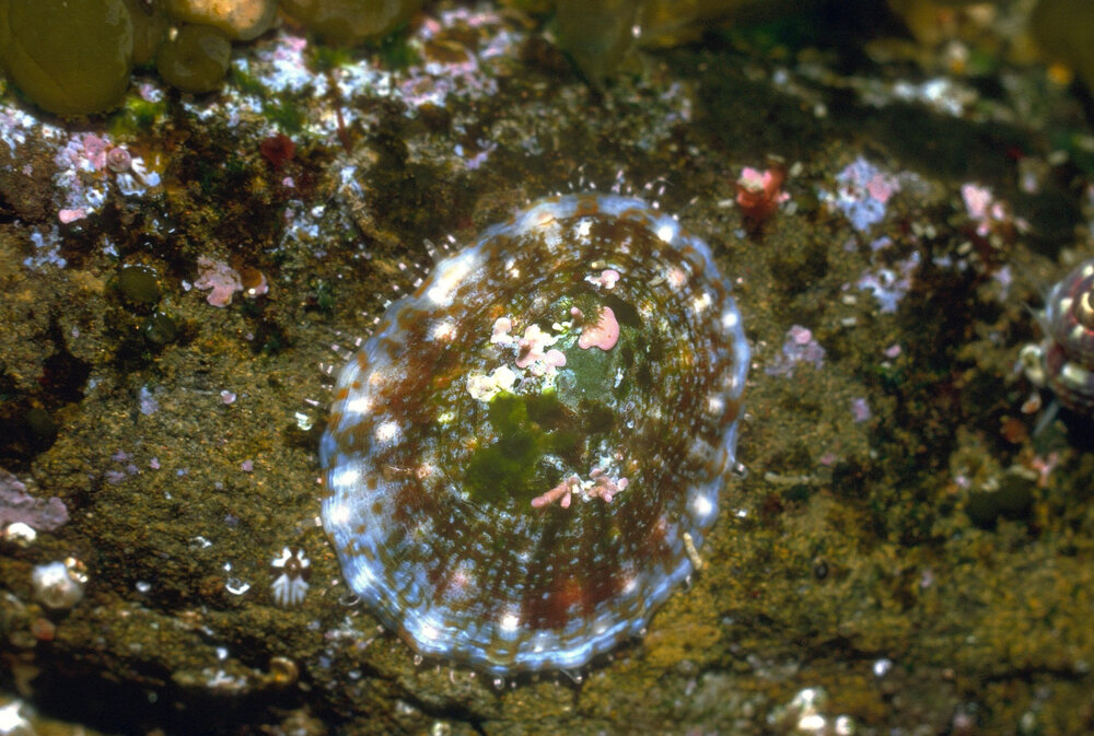Small Cellana, 1987