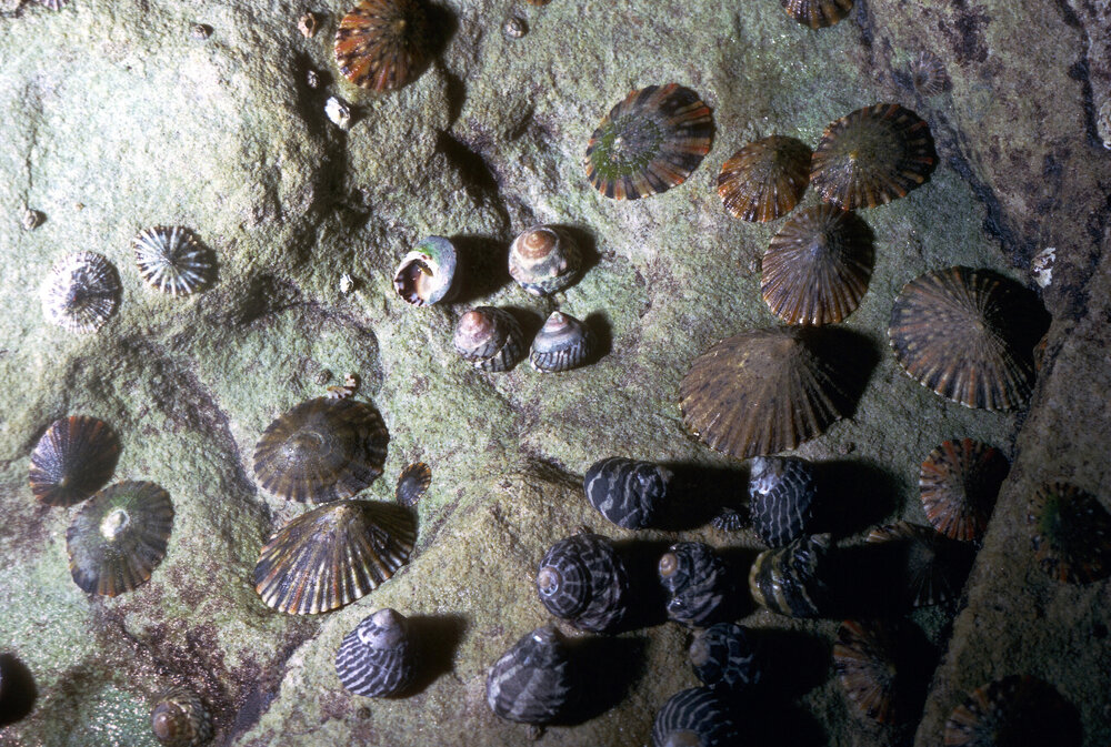 Cellana among Bembicium and Austrocohlea, Newport, 1985